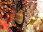 Porto Pino foto subacquee - 2015 - Ciprea porcellana (Luria lurida)