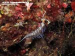 Porto Pino foto subacquee - 2015 - Nudibranco cratena (Cratena peregrina)