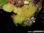 Porto Pino foto subacquee - 2015 - Spugna gialla a rete o clatrina (Clathrina clathrus)