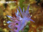 Porto Pino foto subacquee - 2015 - Nudibranco flabellina (Flabellina affinis)