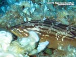 Porto Pino foto subacquee - 2015 - Dotto, o Cernia Dorata (Epinephelus costae)