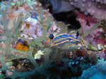 Porto Pino foto subacquee - 2006 - Nudibranco doride tricolore (Hypselodoris tricolor))