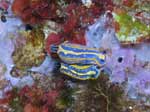 Porto Pino foto subacquee - 2006 - Due nudibranchi doride tricolore (Hypselodoris tricolor))