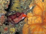 Porto Pino foto subacquee - 2013 - Grotta di P.Aligusta: uno sciarrano (Serranus Scriba) ingoia un gamberetto