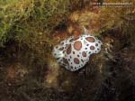 Porto Pino foto subacquee - 2013 - Nudibranco Vacchetta di mare (Discodoris atromaculata) 