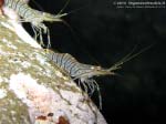 Porto Pino foto subacquee - 2013 - Gamberetti maggiori (Palaemon serratus) o di scogliera (Palaemon elegans)nel buio della grotta di C.B.Podda