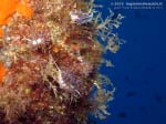 Porto Pino foto subacquee - 2013 - Nudibranchi cratena (Cratena peregrina)