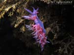 Porto Pino foto subacquee - 2013 - Nudibranco flabellina (Flabellina affinis)
