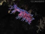 Porto Pino foto subacquee - 2013 - Nudibranco flabellina (Flabellina affinis)