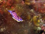 Porto Pino foto subacquee - 2013 - Nudibranco a pois gialli (Chromodoris luteorosea)