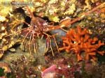 Porto Pino foto subacquee - 2013 - Aragosta (Palinurus vulgaris)